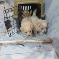 سه دونه توله برای واگزاری