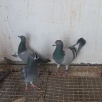 پلاکی|پرنده|چغادک, |دیوار