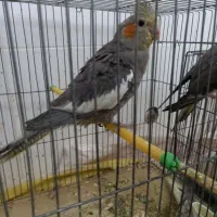 ۶ عدد طوطی عروس هلندی