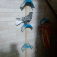کوهی  دم سفید نر