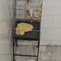 قفس پرنده