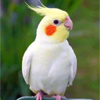 گمشده عروس هلندی