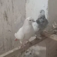 کبوتر