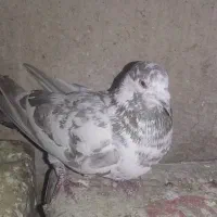 کفتر تهرانی و پلاکی