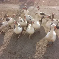 غاز|حیوانات مزرعه|الشتر, |دیوار