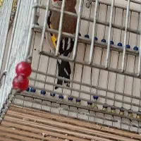 سهره دورگ‌کرمانی کاکل گیر دهن دارابی