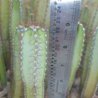 فروش عمده پایه کاکتوس گلخانه‌ای بذری، آماده پیوند|گل و گیاه طبیعی|خمینی‌شهر, |دیوار