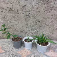 گل طبیعی خانگی