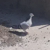 کبوتر بدرنگ دسگردی