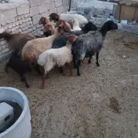 فروش ۳راس میش خوب فقط راسی ۲۶تومن