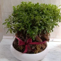 میخک هندی (بنسای)