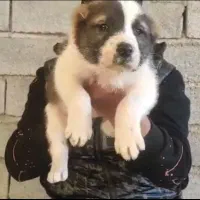 توله آلابای کانگال،خراسانی سرابی