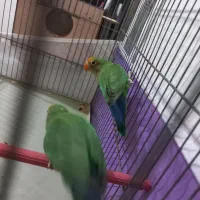 طوطی برزیلی|پرنده|نقده, |دیوار