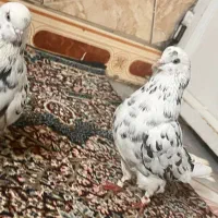 سه جفت کفتر معلقی برای معلقی بازا