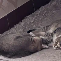 گربه اسکاتیش|گربه|اصفهان, شیخ اشراق|دیوار