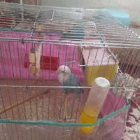 طوتی|پرنده|مرودشت, رودبال|دیوار