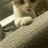 گربه نوزاد