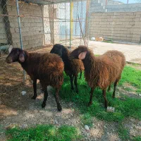 بره ماده 10 ماهه