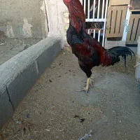 خروس لاری|حیوانات مزرعه|اصفهان, ارداجی|دیوار