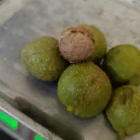 گردو تازه