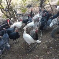 بوقلمون فقط ماده  50عدد