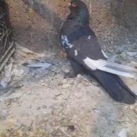 گفتر نر سینه ای