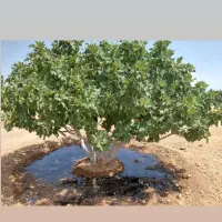 خدمات باغبانی سم پاشی هرس پاکنی پیوند( نکویی )|خدمات باغبانی و درختکاری|شیراز, غدیر جنوبی|دیوار