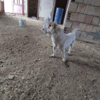 سگ پاپی هفت پر معاوضه ای