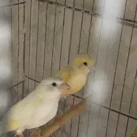 سه جفت قناری|پرنده|آران و بیدگل, |دیوار