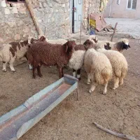 بره چاق|حیوانات مزرعه|اسلامآباد غرب, |دیوار