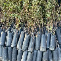 باسلام خدمت دوستان