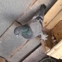 کبوتر پر و دولا فیت