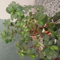 استخدام آبدارچی