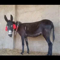 خر یا الاغ|حیوانات مزرعه|اصفهان, دستگرده|دیوار