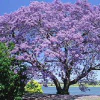 نهال پالونیا طلایی گلدانی