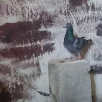 چند عدد کبوتر عالی آبادانی و سینه ای و پلاکی|پرنده|خورموج, |دیوار