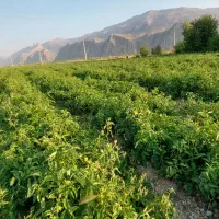 زمین جهت کشت گوجه و برنج|اجارهٔ دفتر صنعتی، کشاورزی، تجاری|درودزن, |دیوار