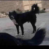 ۲ عدد سگ نر قدریجانی سگ نگهبان و گله|سگ|بهبهان, |دیوار