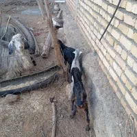 ده عدد بز وبزغاله