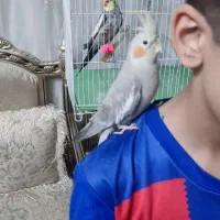 عروس هلندی کاملا دستی و سالم|پرنده|مشهد, هدایت|دیوار