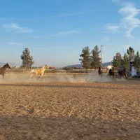 پانسیون اسب|اسب و تجهیزات اسبسواری|سیاخ دارنگون, |دیوار