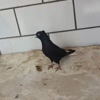 سیاه دم سفید بفروش می رسد