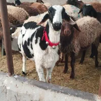 بره نرچاق
