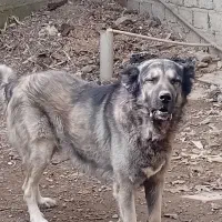 سراب|سگ|قزوین, |دیوار