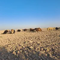 قوچ گله گوسفند داشت زاد و ولد نگهداری|حیوانات مزرعه|زرقان, |دیوار