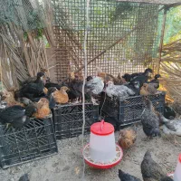 مرغ|حیوانات مزرعه|شمیل, |دیوار