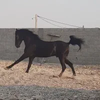 اسب مشکی|اسب و تجهیزات اسبسواری|بستک, |دیوار