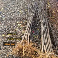 صنوبر نیگرا/ کبوده/ پسته بذری/|خدمات باغبانی و درختکاری|هشتگرد, هشتگرد قدیم|دیوار