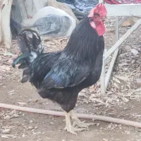 خروس سیاه