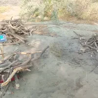 خرید باغ چوب پرتغال لیمو لیموشیرین انار کالیپتوس|خدمات باغبانی و درختکاری|کهنوج, |دیوار